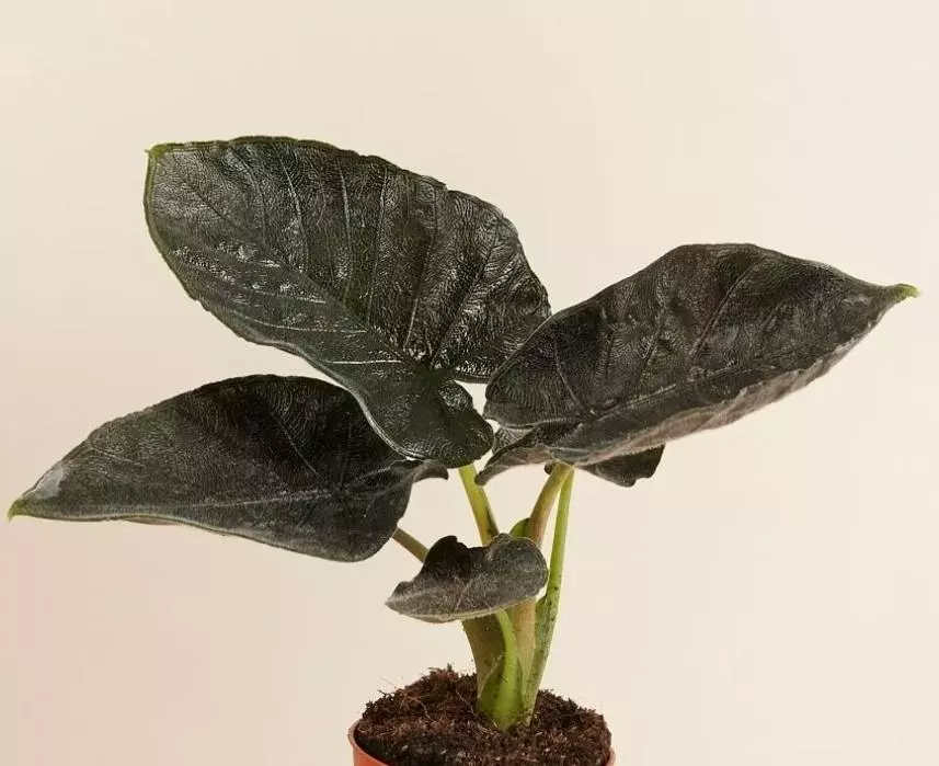 Alocasia Antoro Velvet Tc thumbnail