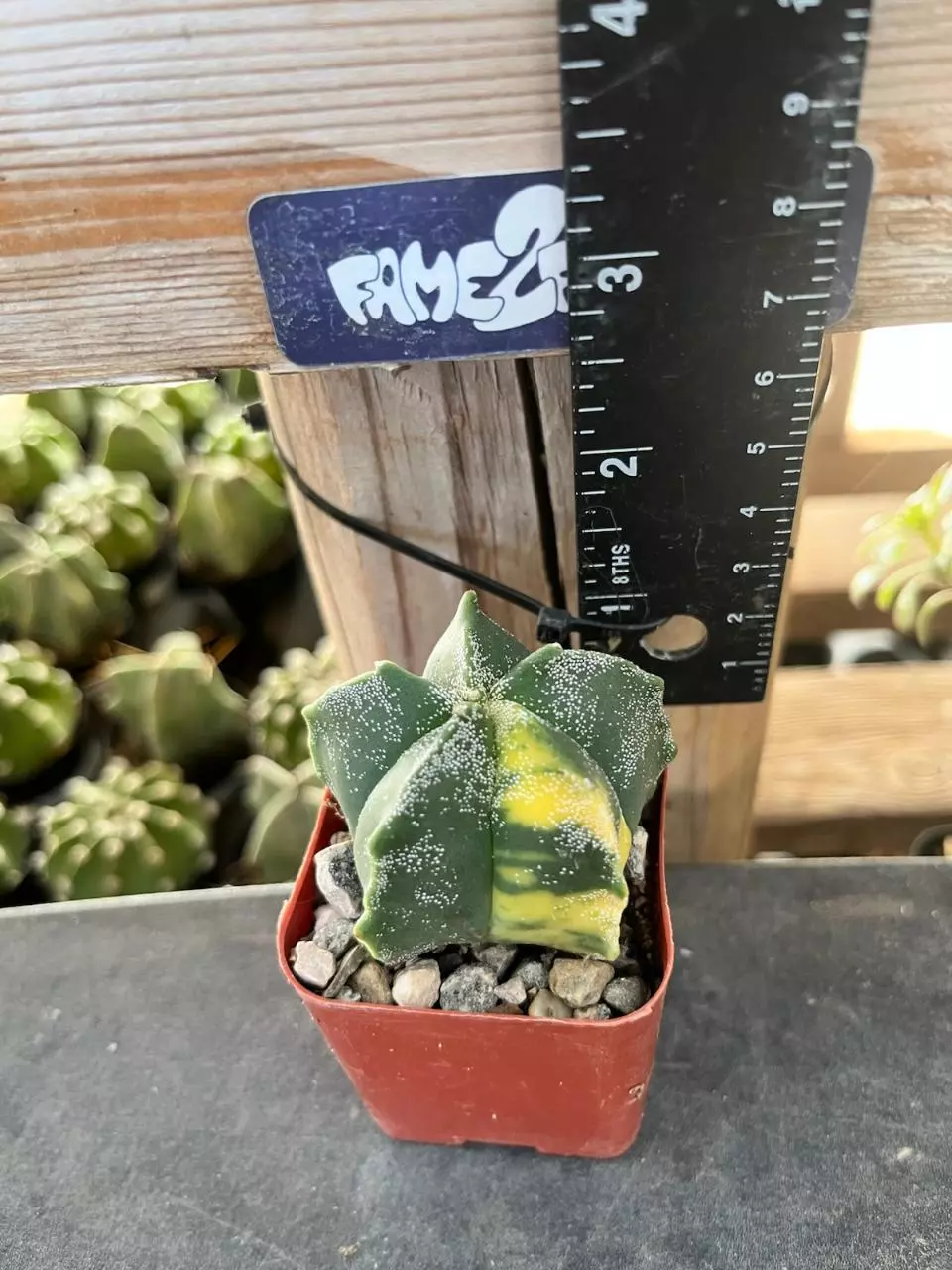 Astrophytum Myriostigma 'Sub-Nudum' variegated cactus seedling thumbnail