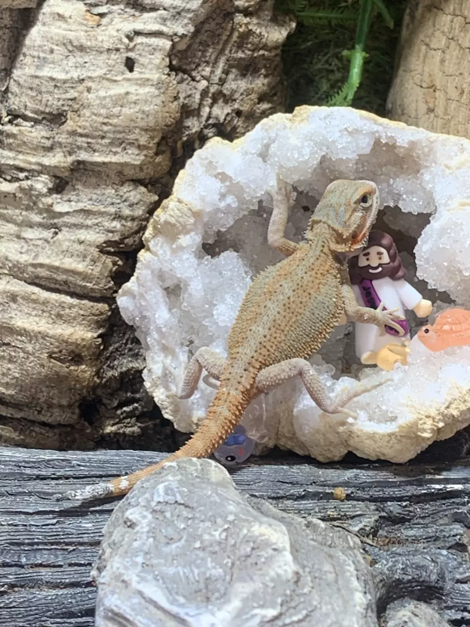 Bearded dragon baby 4 nip tail thumbnail