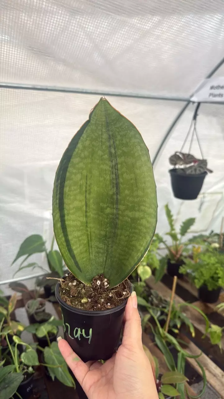 B294 Sansevieria Bruda Mint 4in thumbnail