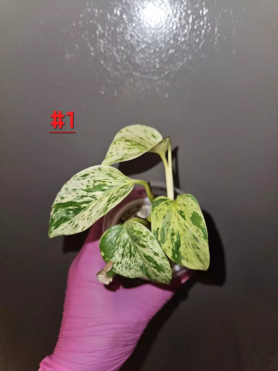 Epipremnum Pinnatum Snow Leopard thumbnail