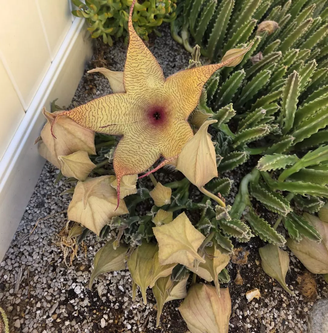 Stapelia Gigantea (rooted cutting) thumbnail