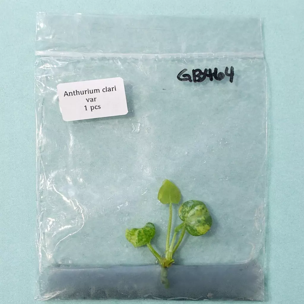 Anthurium Clari Variegated TC thumbnail