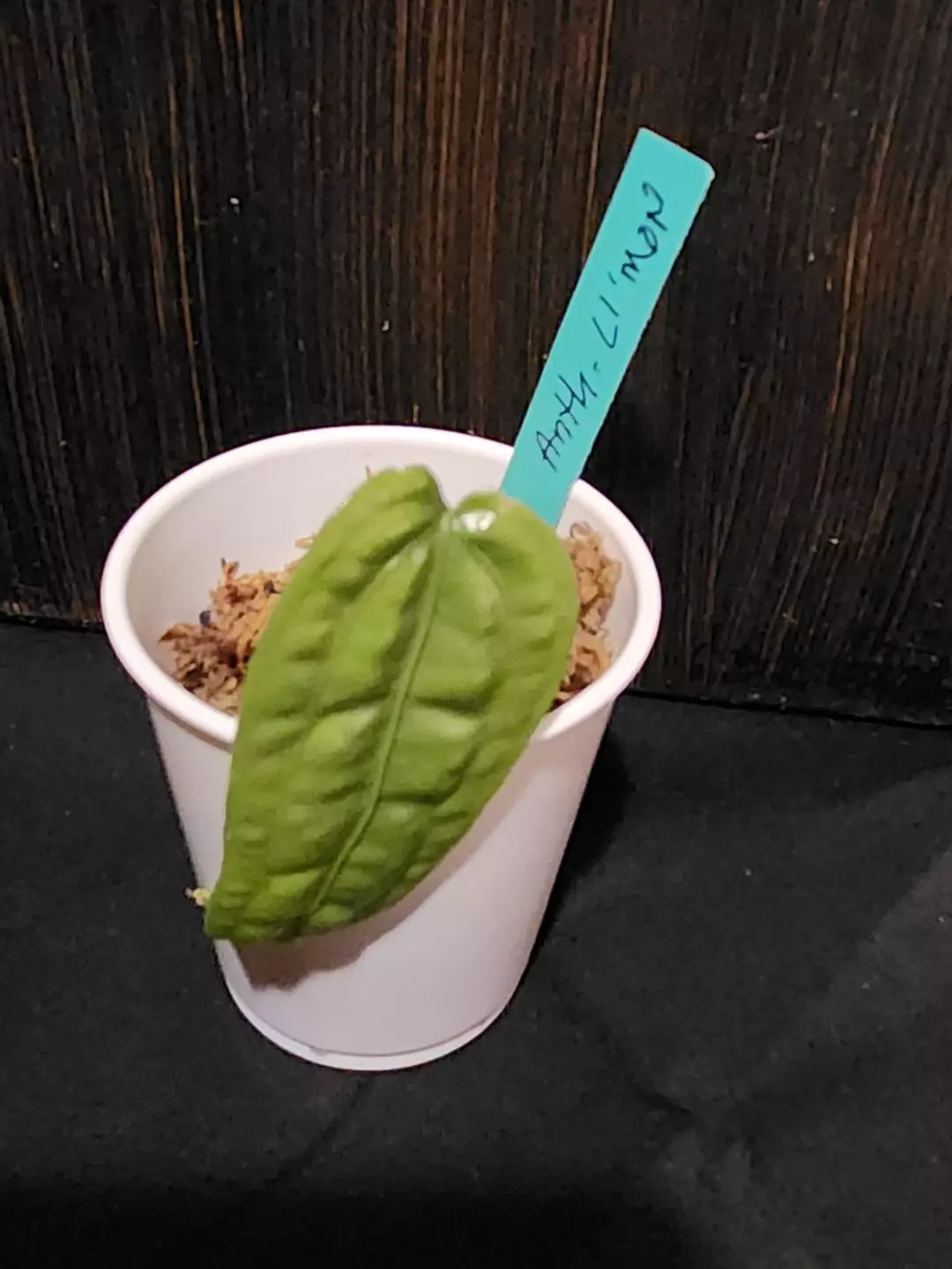 Anthurium Li'mon thumbnail