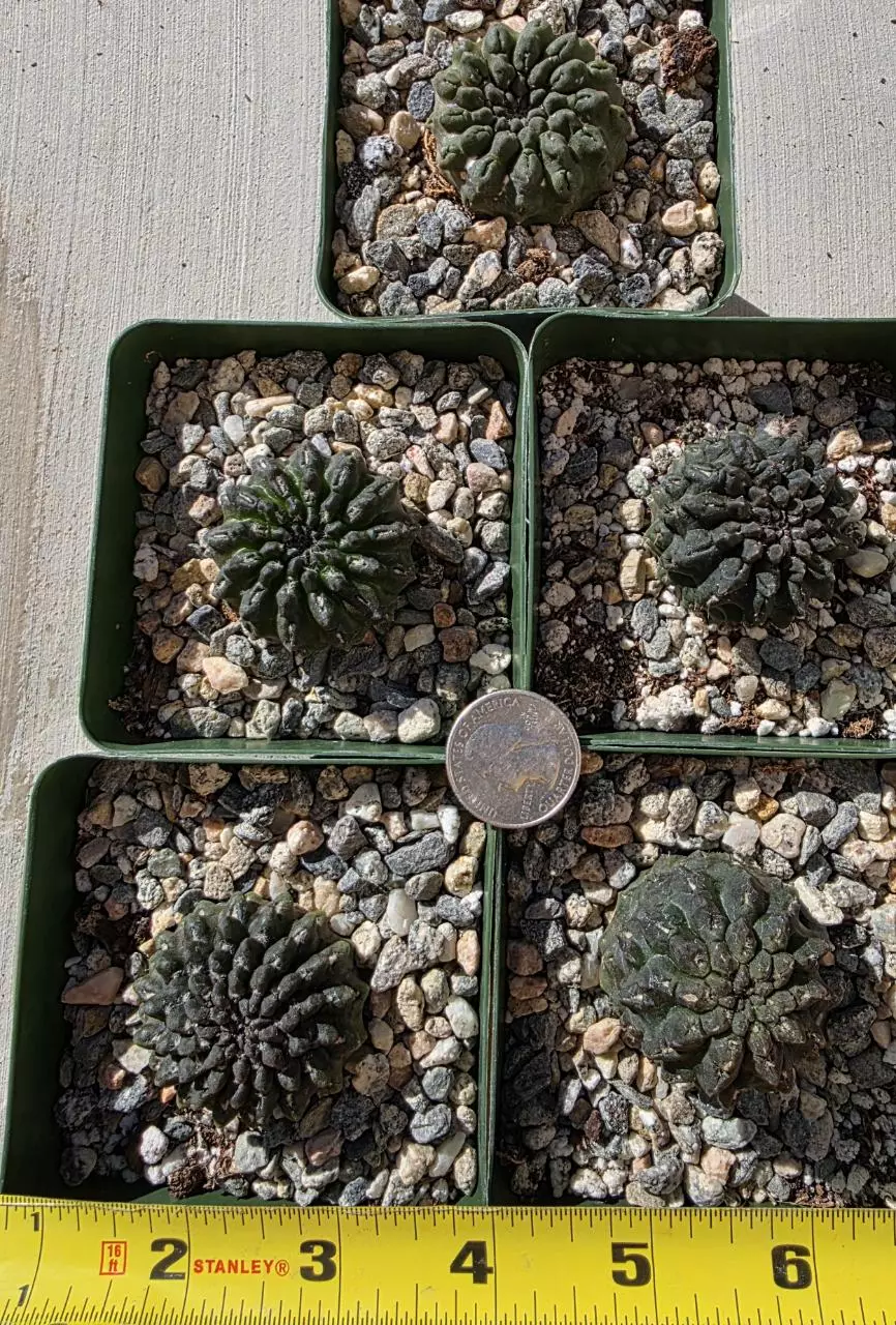 Neochilenia Occulta (GC) thumbnail