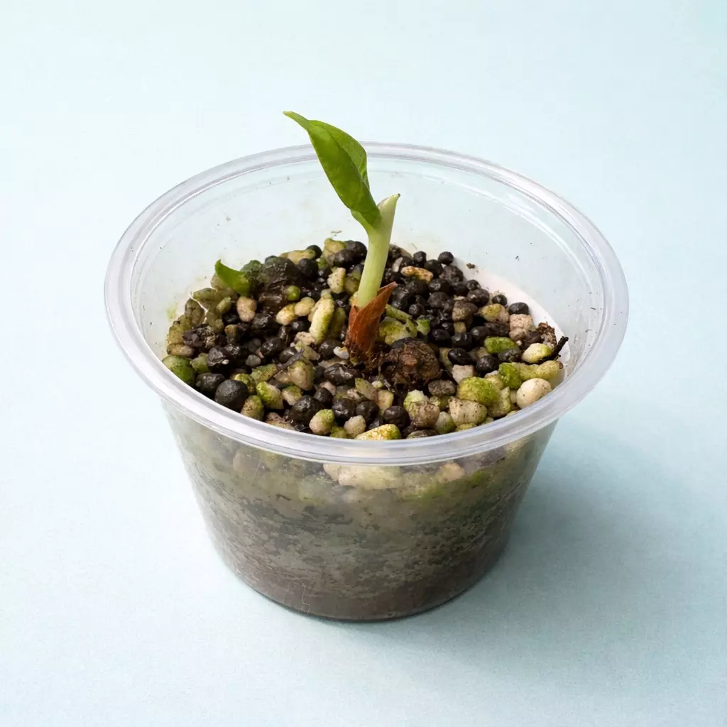 Dragon Scale Alocasia thumbnail