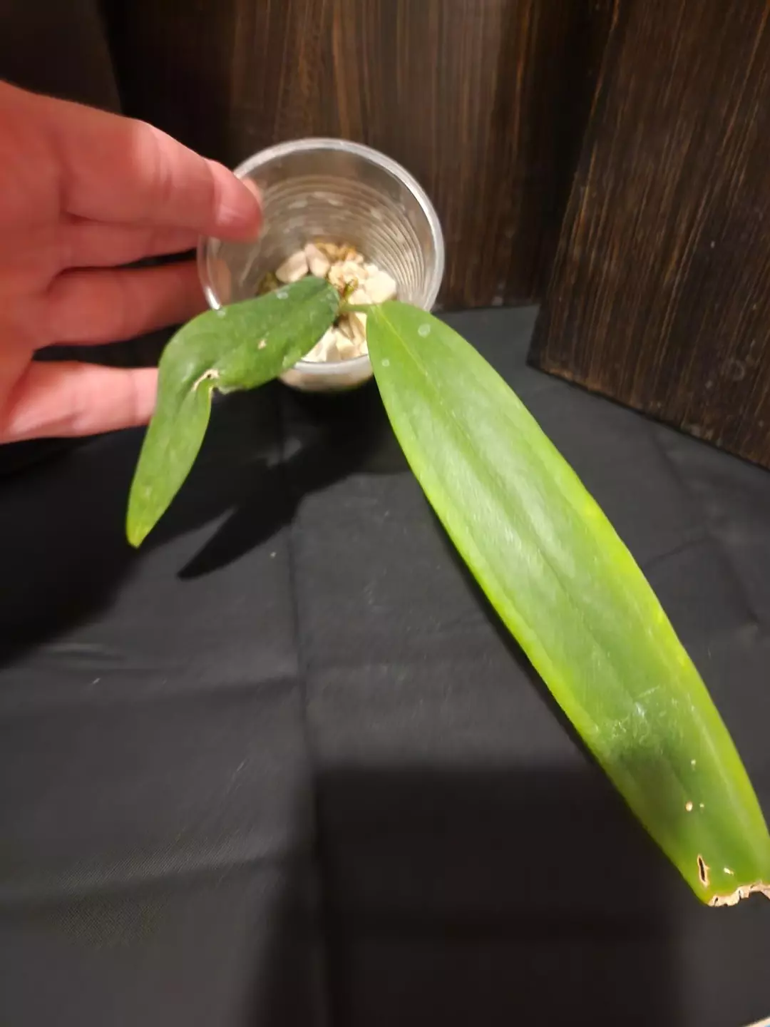 Anthurium fr thumbnail