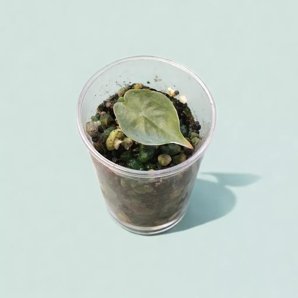 Pink dragon albo corm pup thumbnail