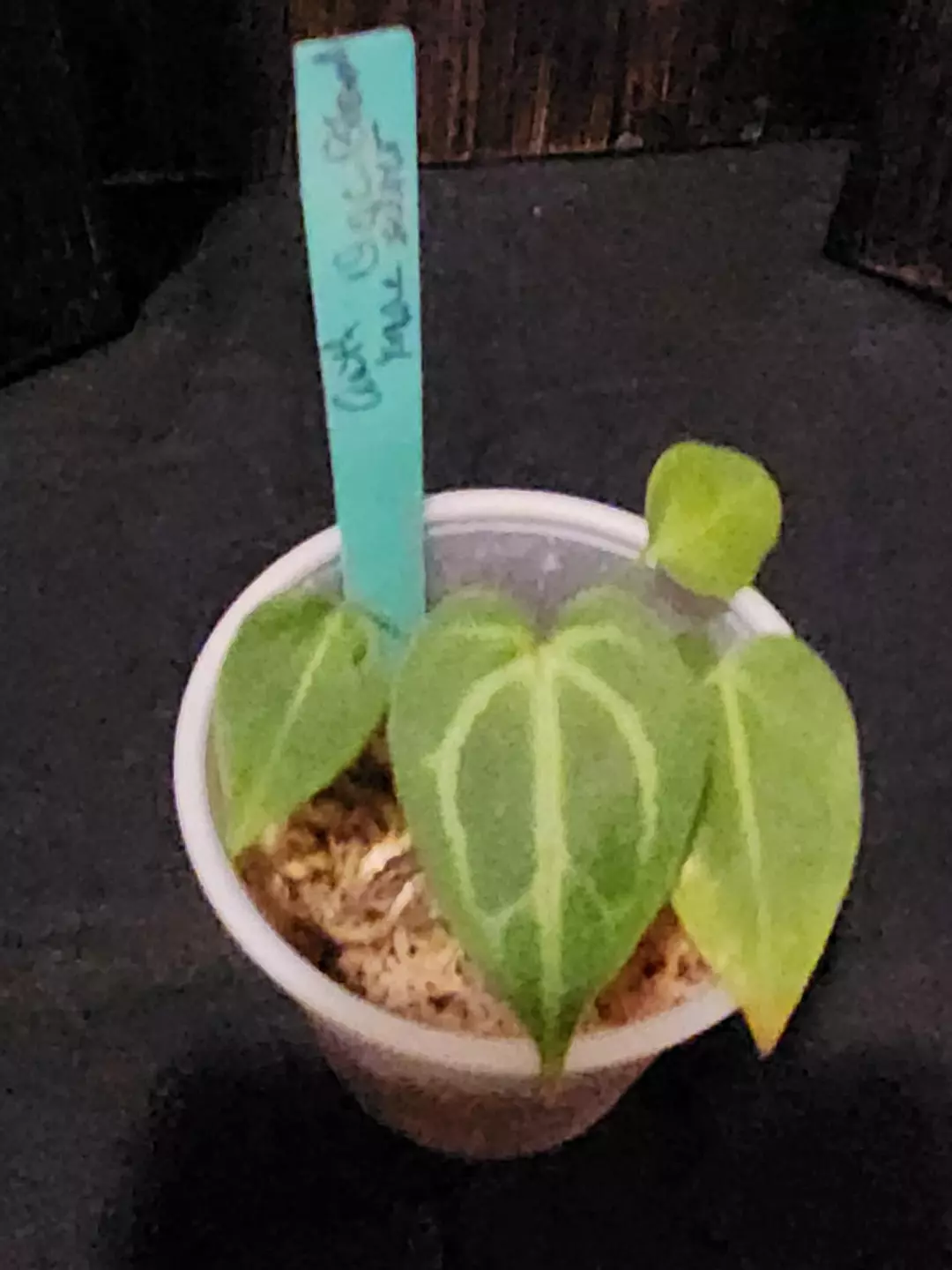 Anthurium Doc Block lineage x (mag x crystal) thumbnail