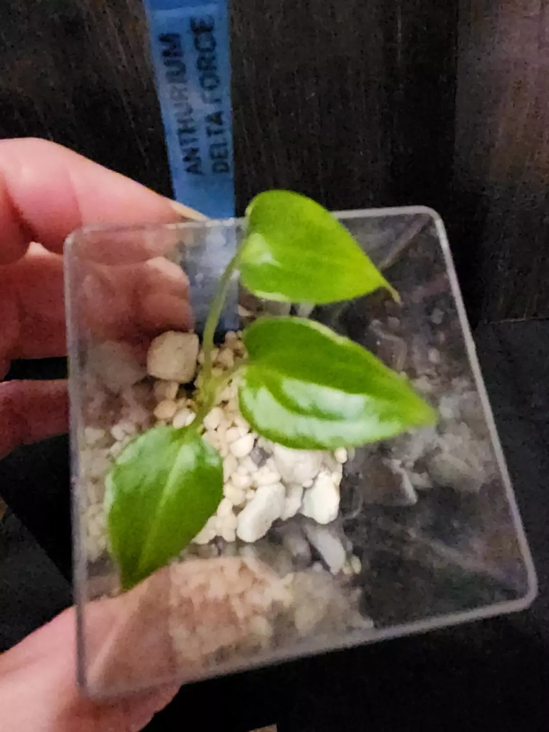 Anthurium delta force from tc thumbnail