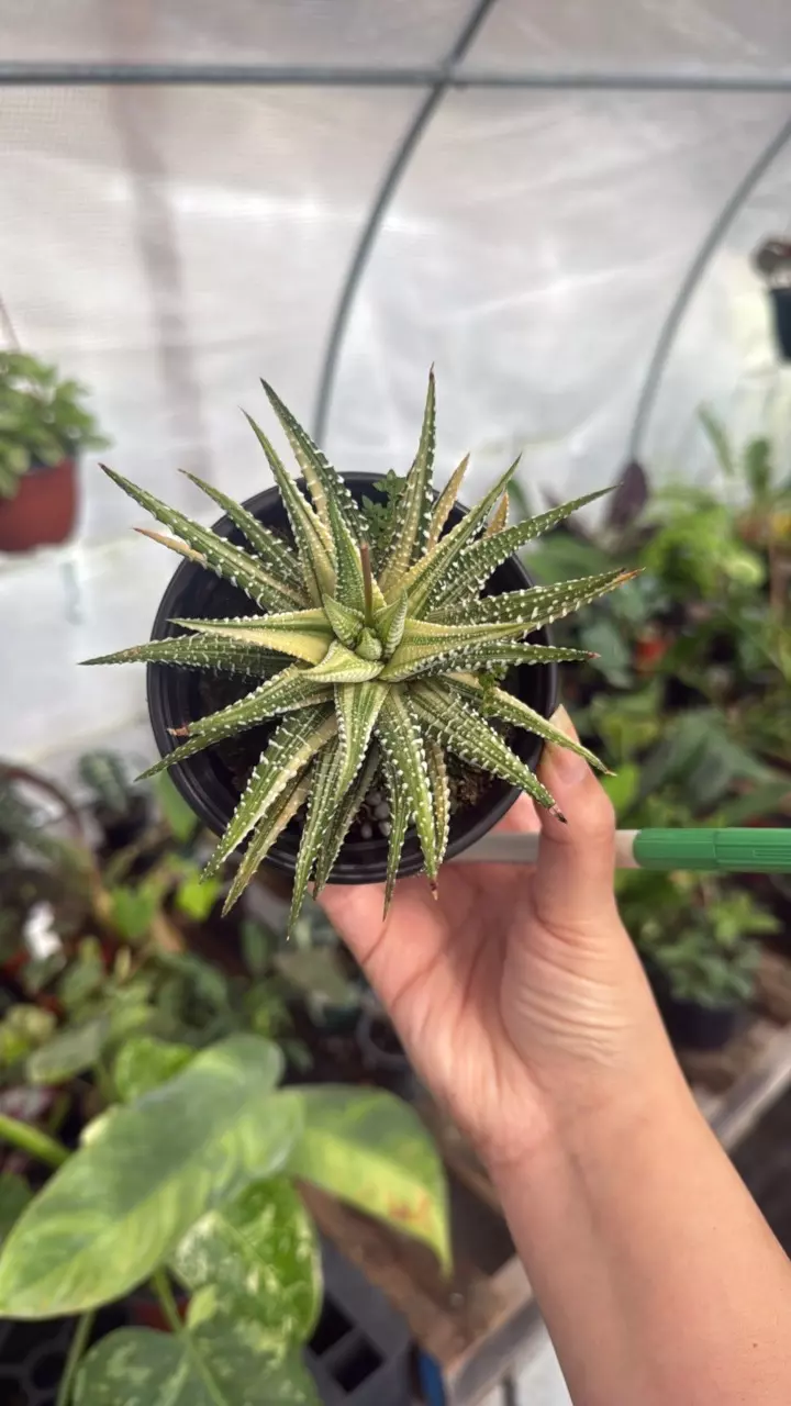 B290 Cactus Haworthia Zebra Var. 2in thumbnail