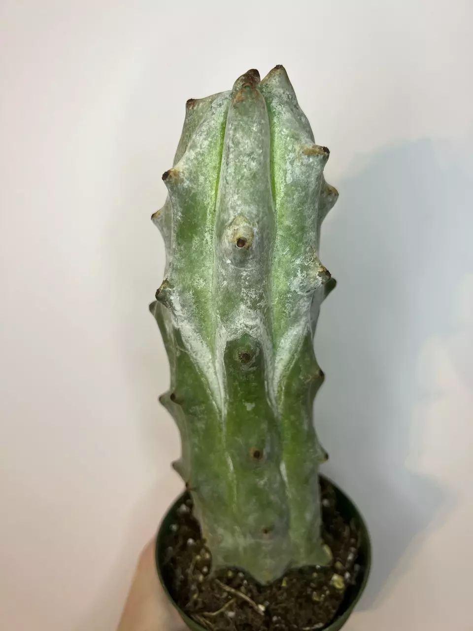 Cactus White Ghost Boobie thumbnail