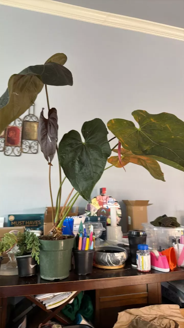 QUEEN OF HEARTS thumbnail