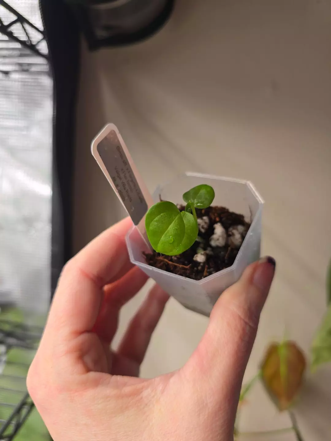 #0236 (Bess aff x Forgetii) x (Carla x Flat Bess) thumbnail