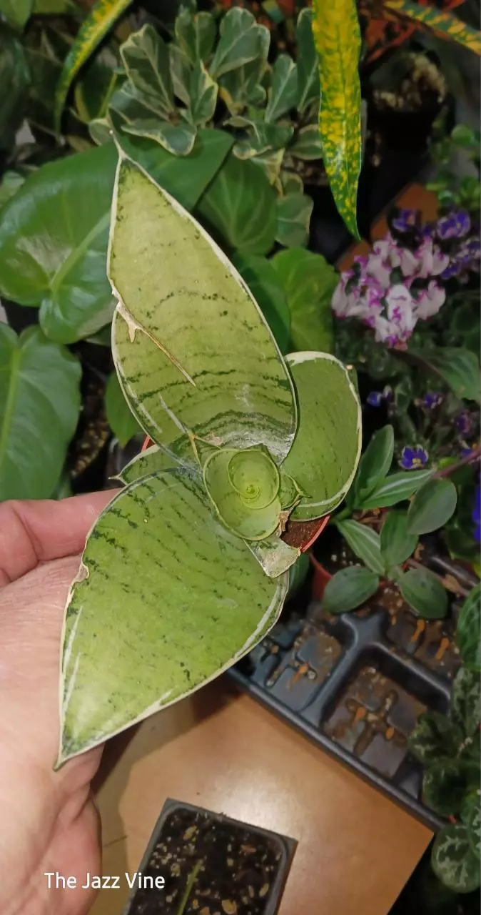 Sansevieria silver star thumbnail