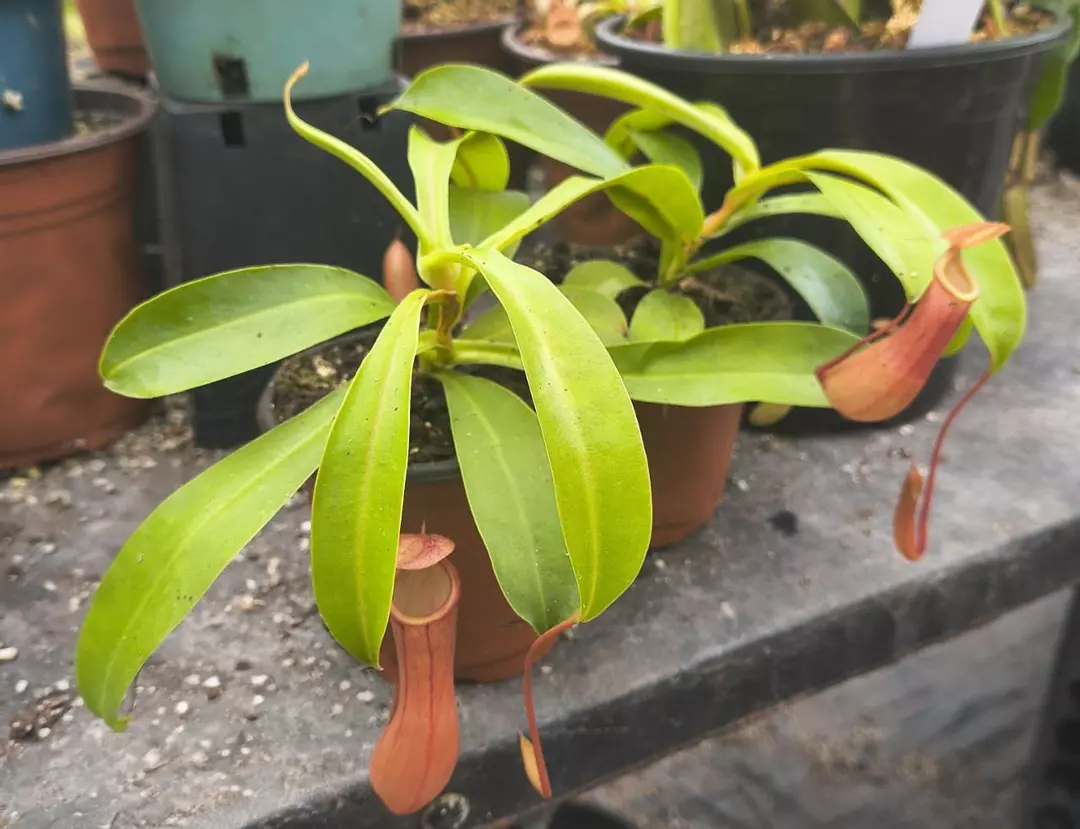 Nepenthes ventrata thumbnail