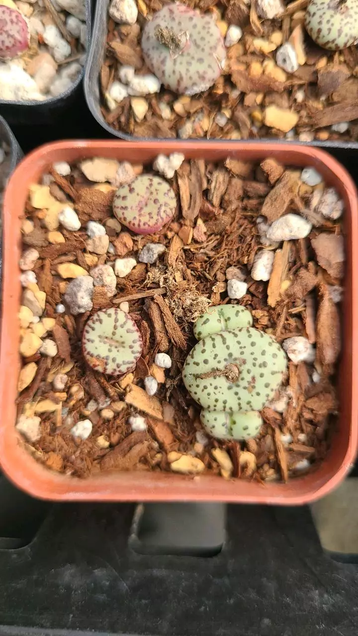 Conophytum minimum wittebergense - 3 per pot thumbnail