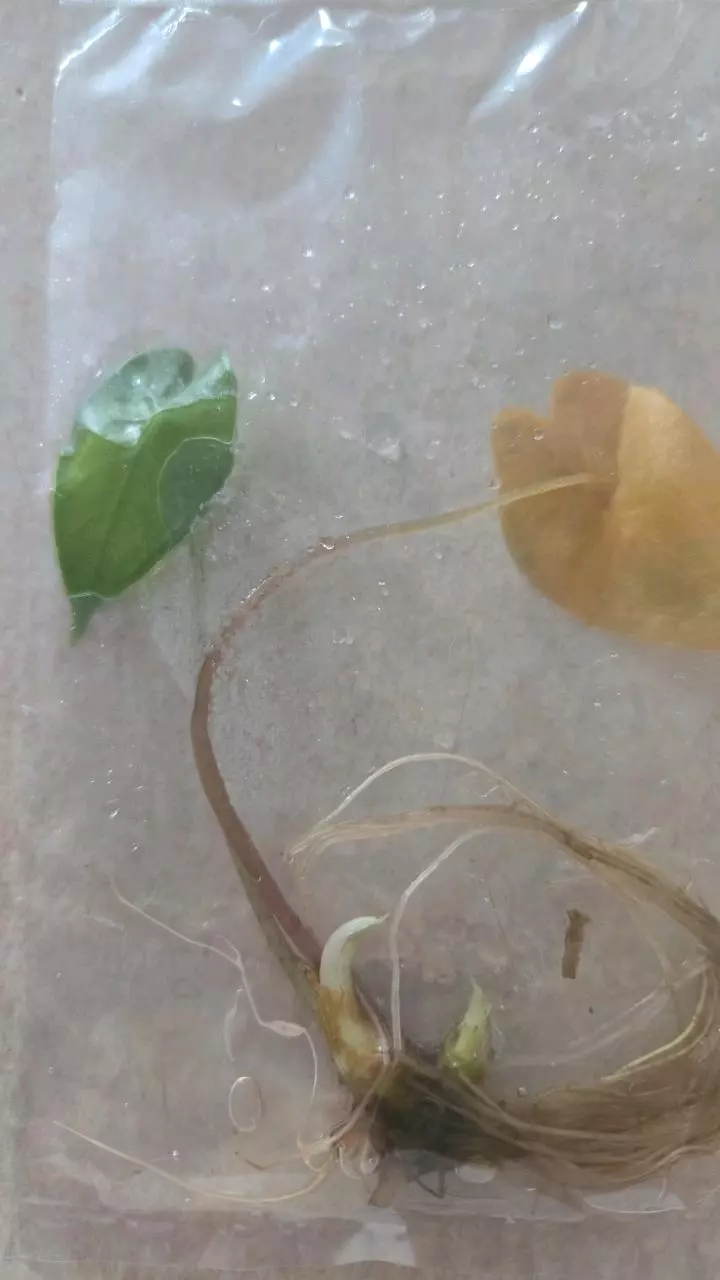 Alocasia Black Satun Pink Vein tc thumbnail