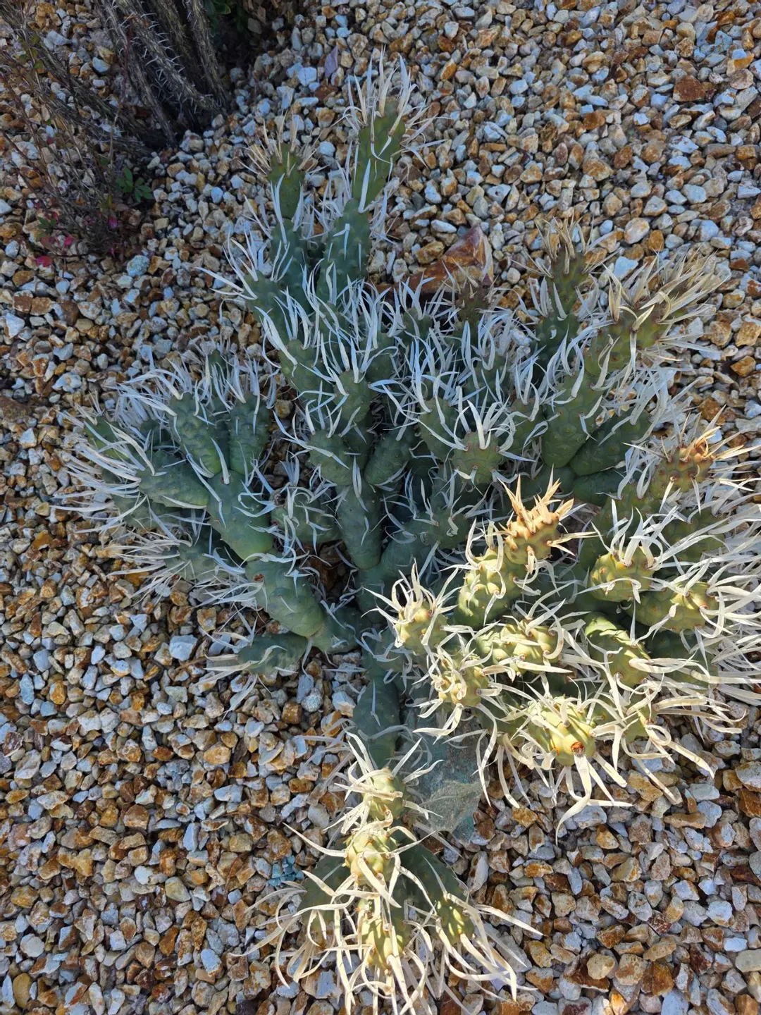 Tephrocactus Articulatus (Pine Cone Cactus) (cutting/rooted) thumbnail