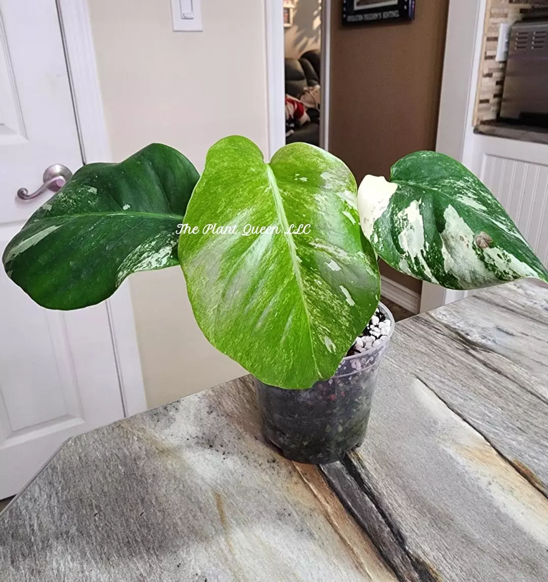 Momstera Albo thumbnail