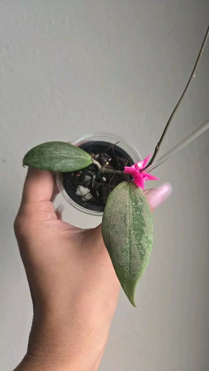 Hoya Wibergiae 'Strawberry Matcha' (UPT008) #2929 thumbnail