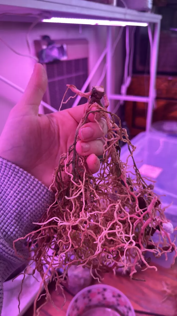 Anthurium ace of purple x self bottom cutting thumbnail