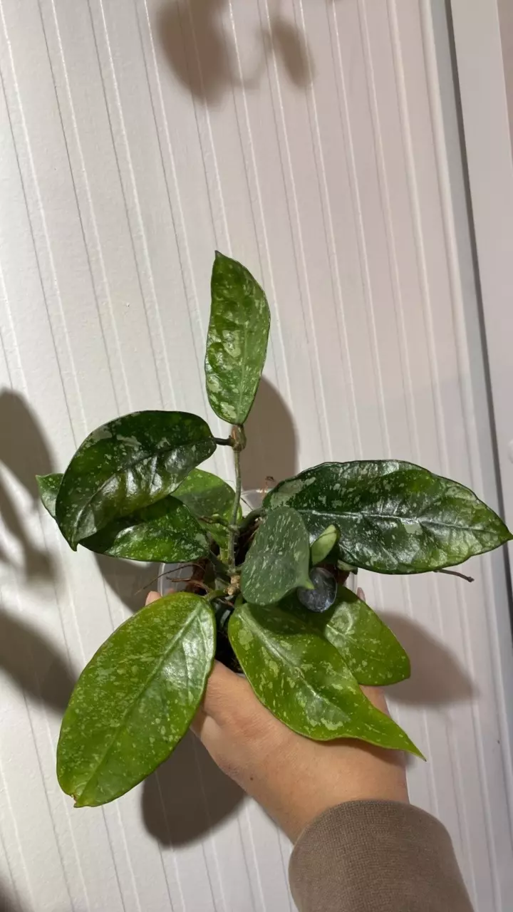 Sp. Lai Chau Splash thumbnail