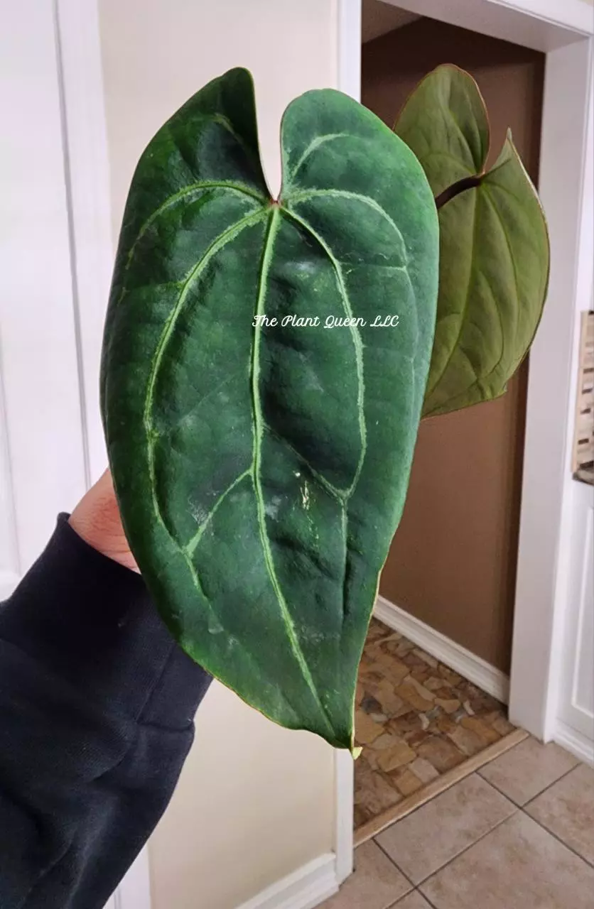 Anthurium Amy Donovan Luxurians hybrid thumbnail