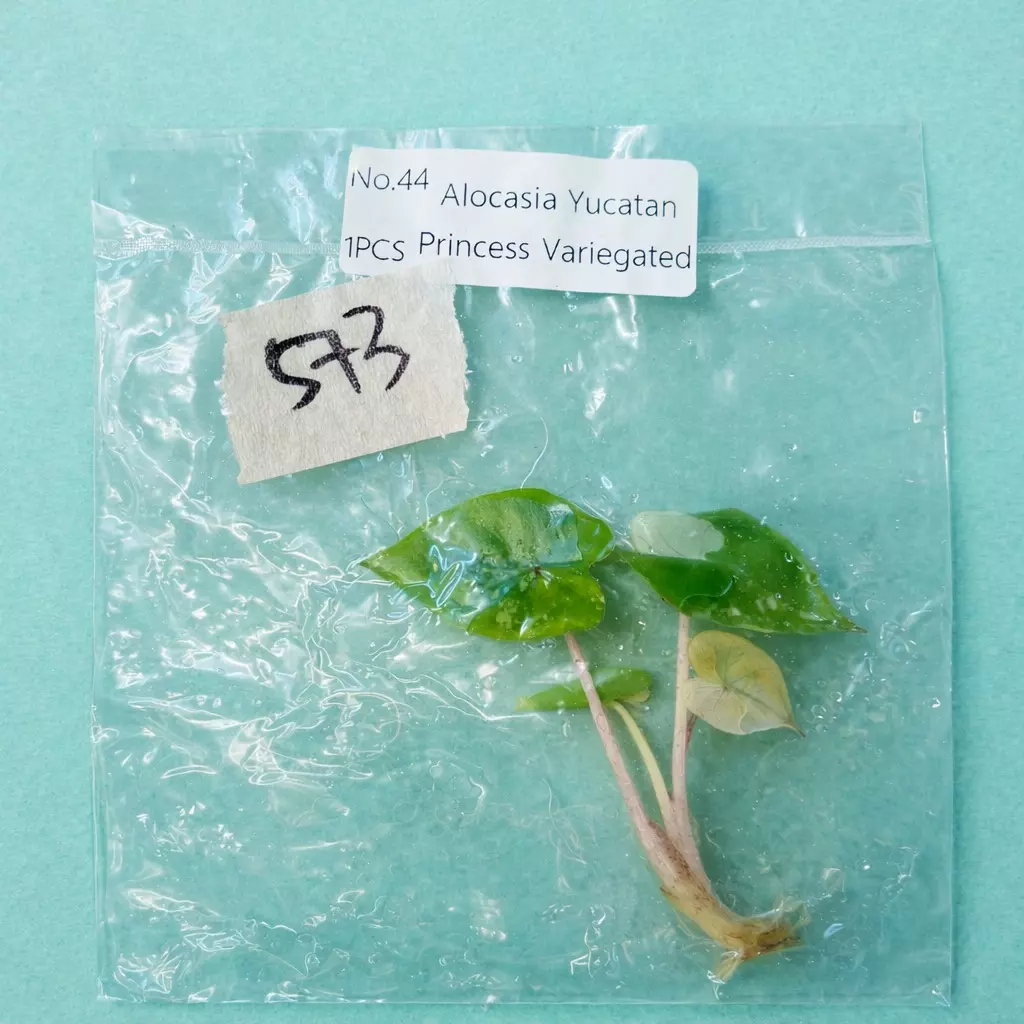 Yucatán Princess Alocasia #573 thumbnail