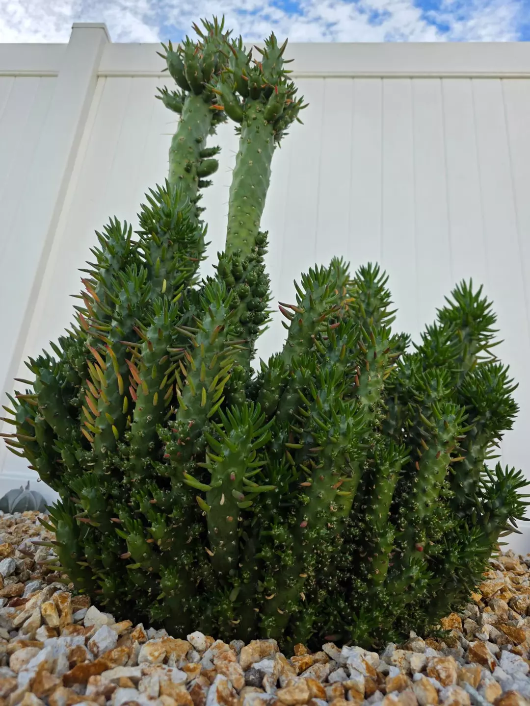 View all
Austrocylindropuntia subulata f. monstrosa 'Gumby' (Cutting) thumbnail
