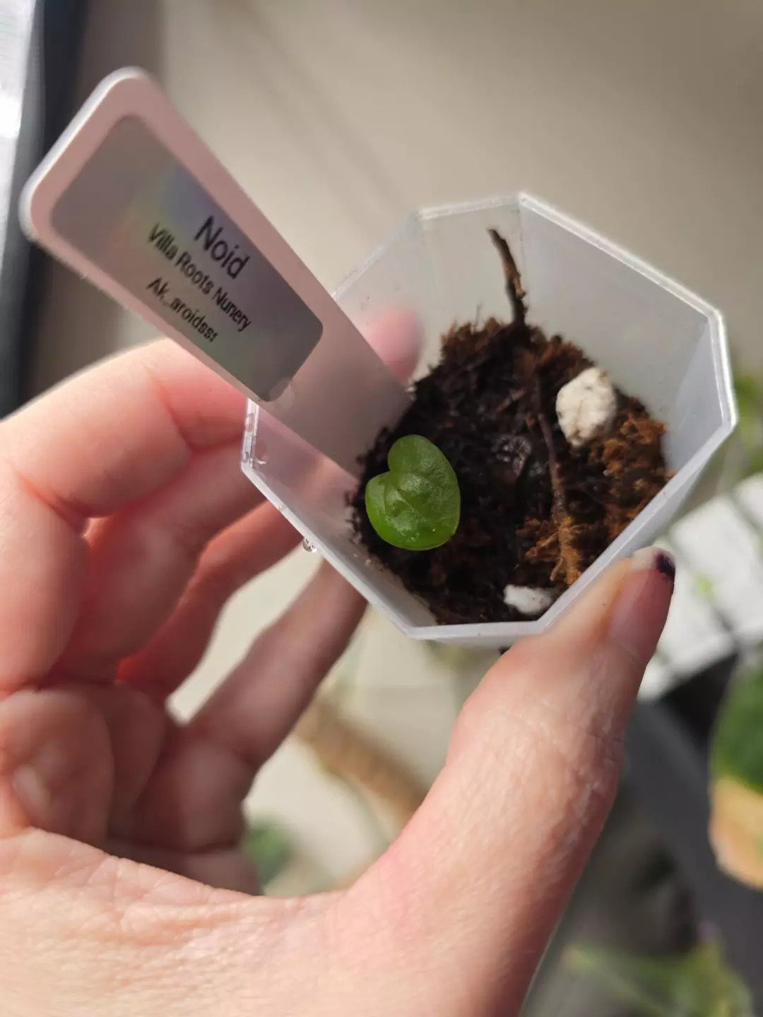 #0238 Anthurium Noid thumbnail