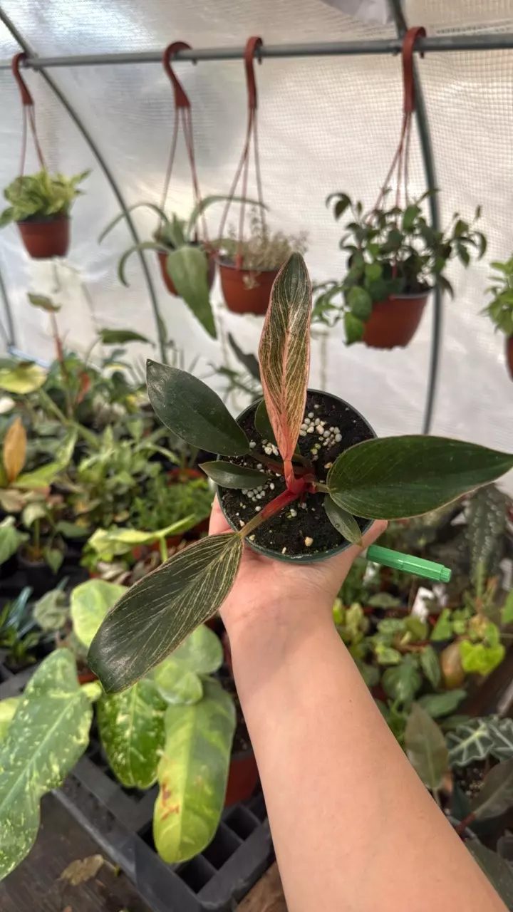 B308 Philodendron Pink Birkin 4in thumbnail