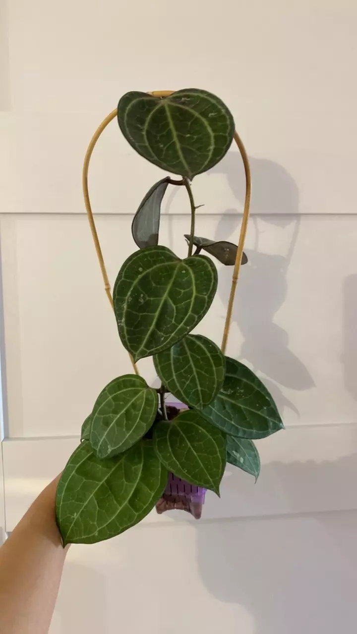 Hoya Sarawak thumbnail