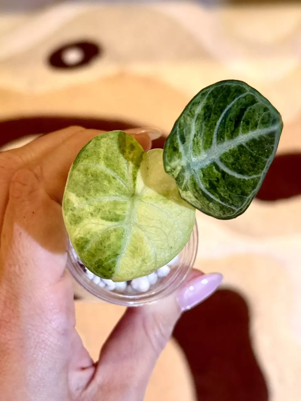 alocasia ninja tricolor splash 🥷💚 thumbnail