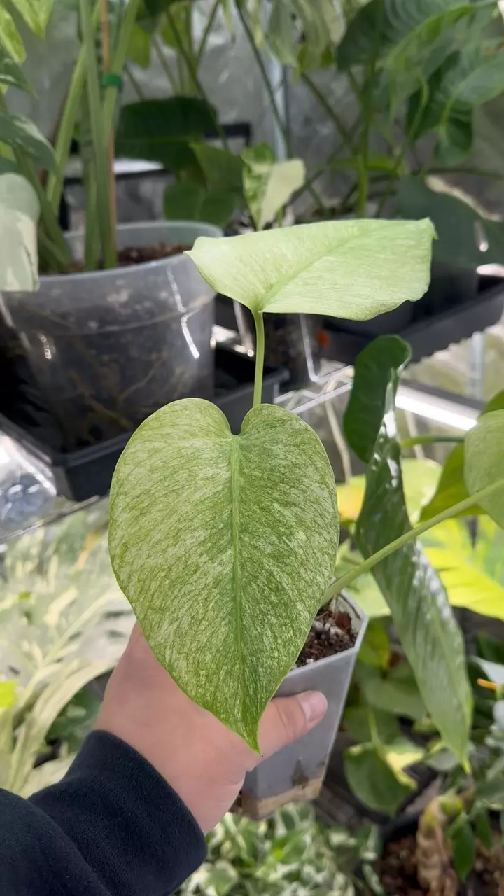 Monstera Full Mint thumbnail