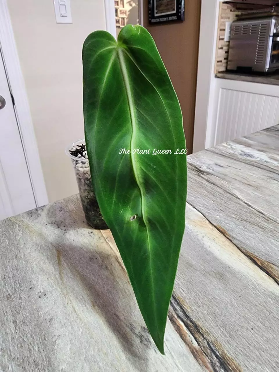 Anthurium warocqueanum 'Esmeralda' thumbnail