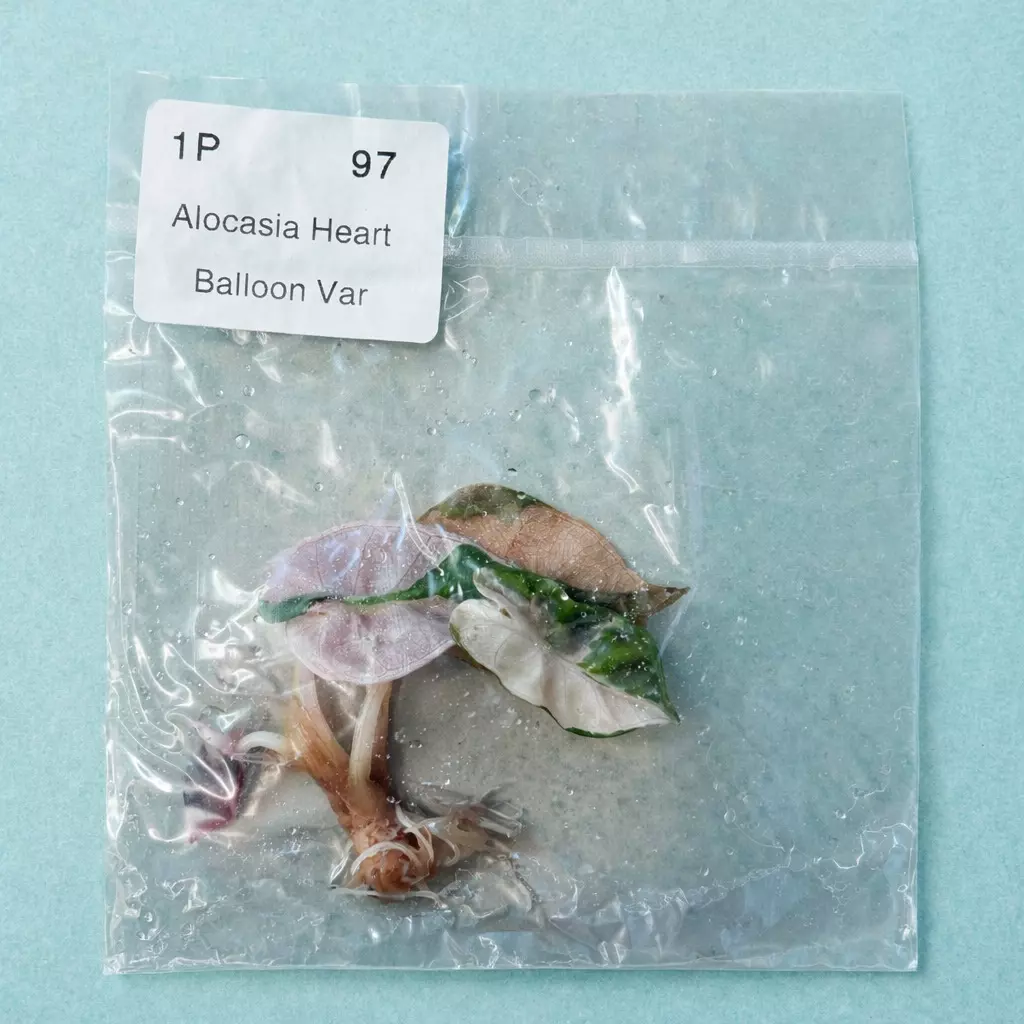 Pink Balloon Heart TC thumbnail