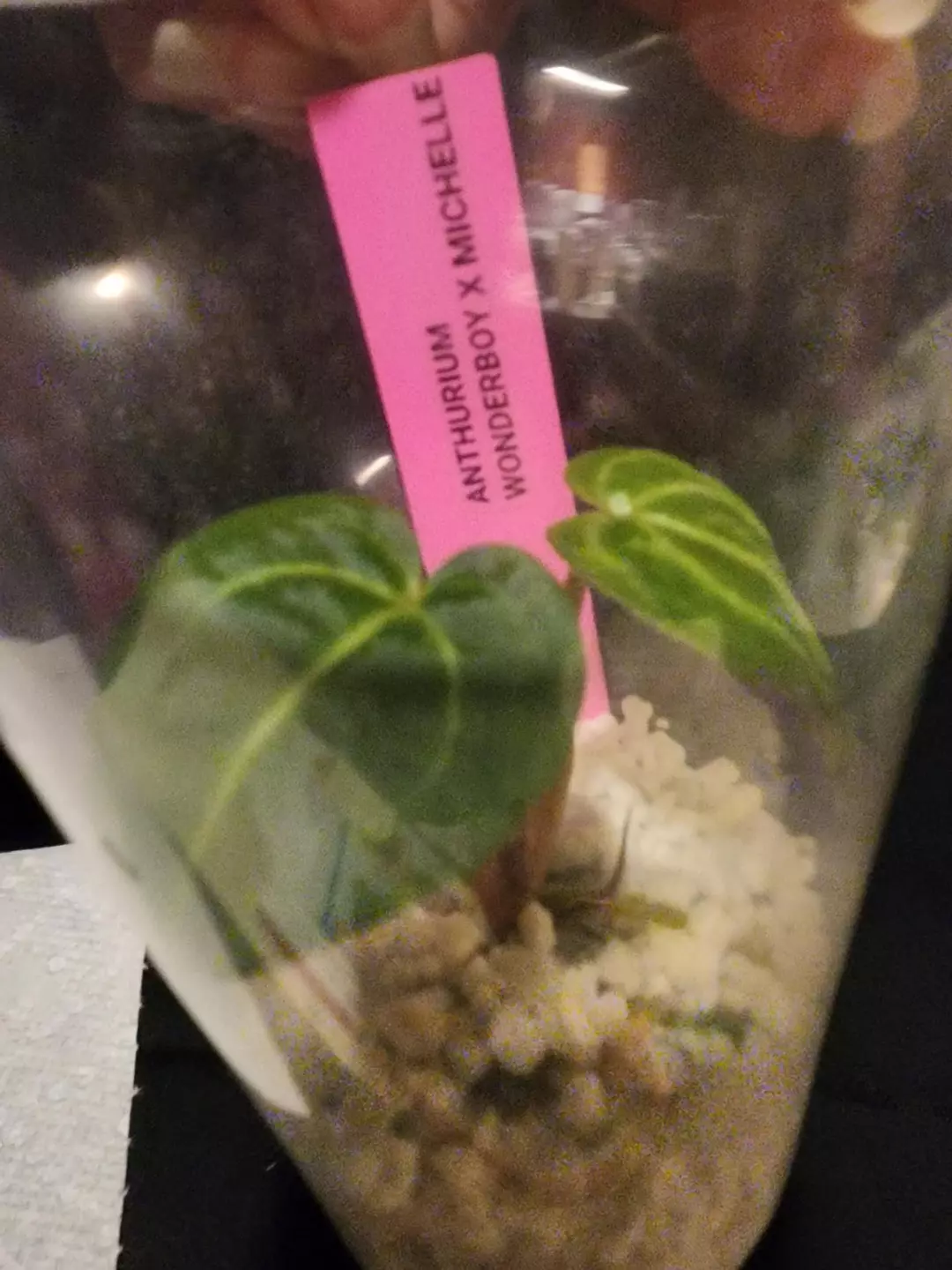 Anthurium wonderboy x michelle thumbnail