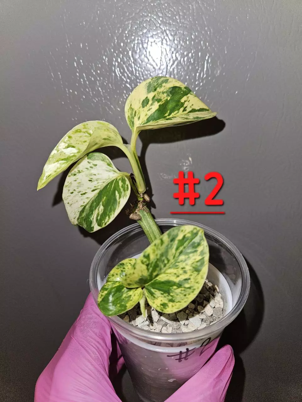 Epipremnum Pinnatum Snow Leopard thumbnail