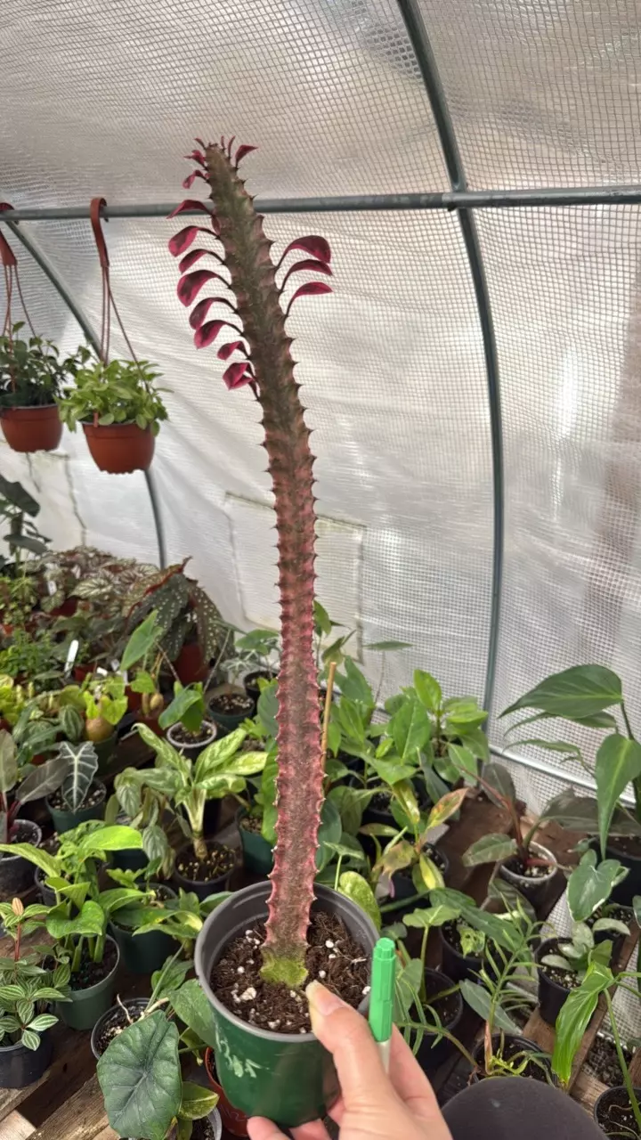 B305 Euphorbia Trigona 'Royal Red' 4in thumbnail