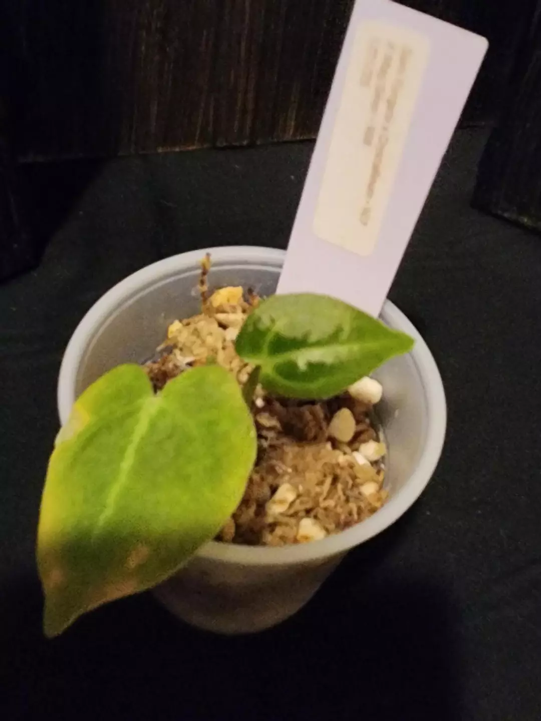 Anthurium (Dark forgettii x crystal) x mag silver thumbnail