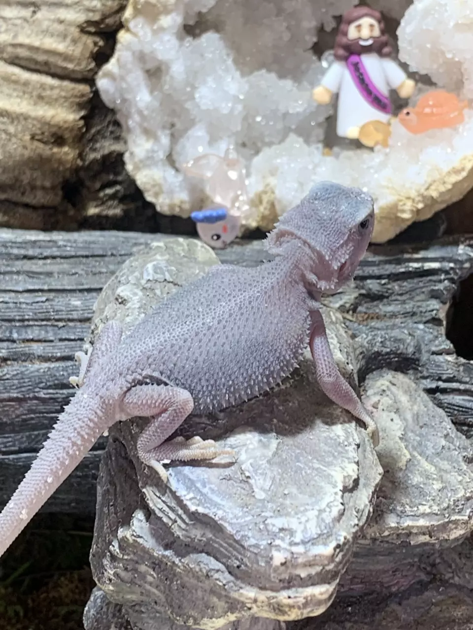 Nip tail trans hypo bay bearded dragon thumbnail