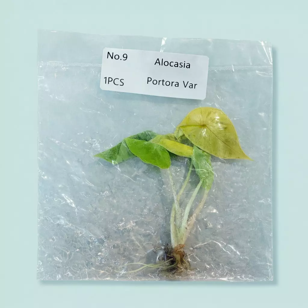 Alocasia Variegated Portora TC thumbnail