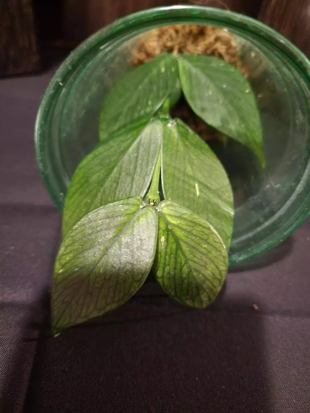 Hoya POLYNEURA BROGET thumbnail