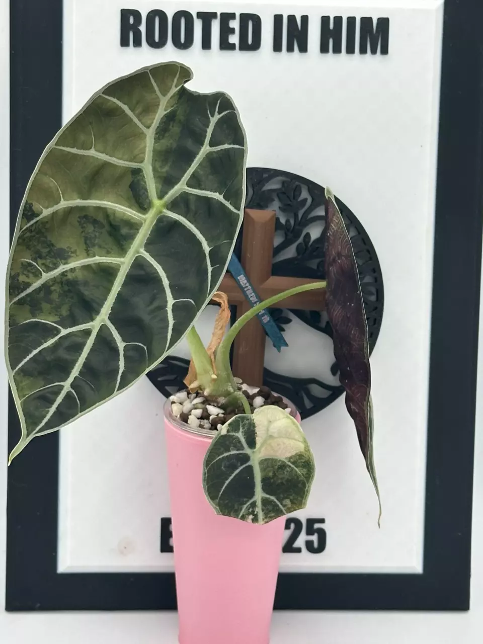 Watsonia Pink tricolor teen thumbnail