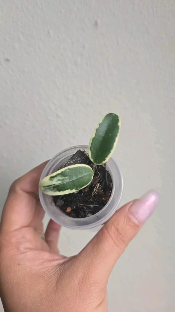 Hoya Lyi 'Prism' #2918 thumbnail