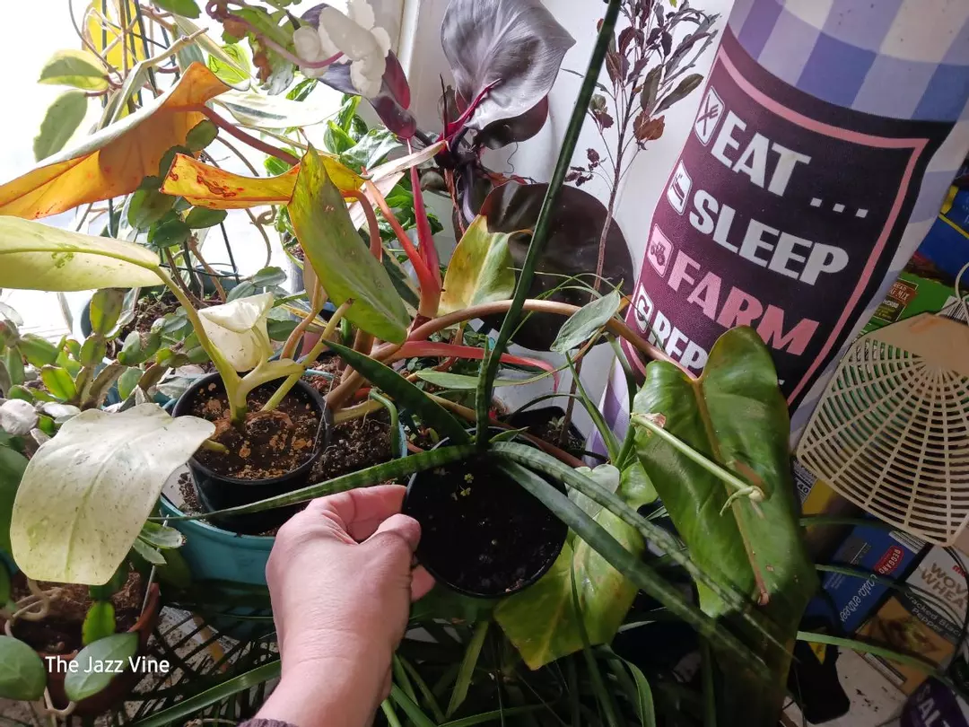 Sansevieria? I think mikado thumbnail