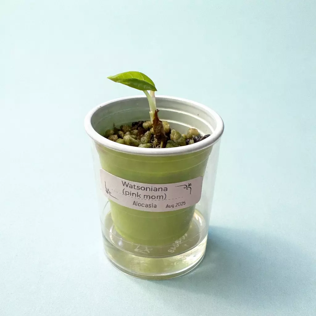 Watsoniana alocasia thumbnail