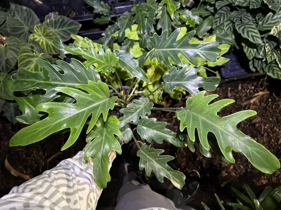 Philodendron XANADU!! 6” thumbnail