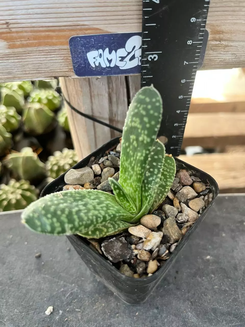 Gasteria Pillansii succulent thumbnail